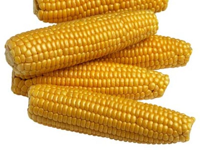 Granoturco: rally dei prezzi dopo le revisioni dell’Usda