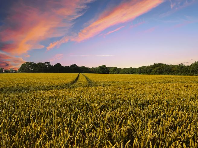 Eurotech scelta da AVR nell’ambito del progetto IoT di smart agriculture