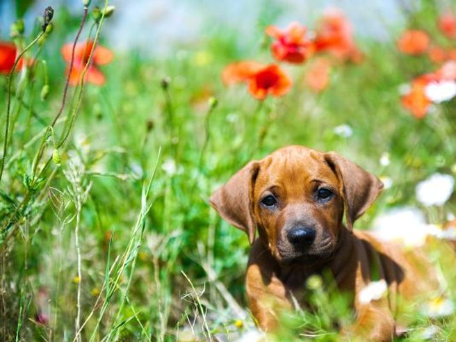 Pet care, nasce un nuovo colosso: perfezionata l’operazione di integrazione tra Arcaplanet e Maxi Zoo