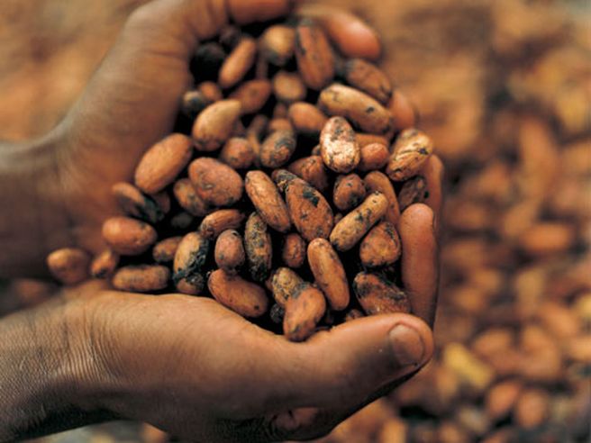 Commodity: il cacao sale ai massimi da 10 mesi