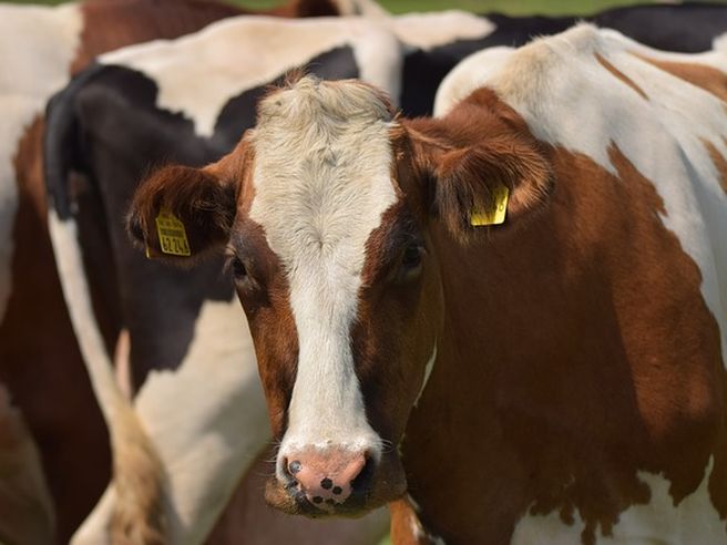 Quote latte: Corte Ue chiede 1,3 miliardi ai produttori italiani che hanno sforato