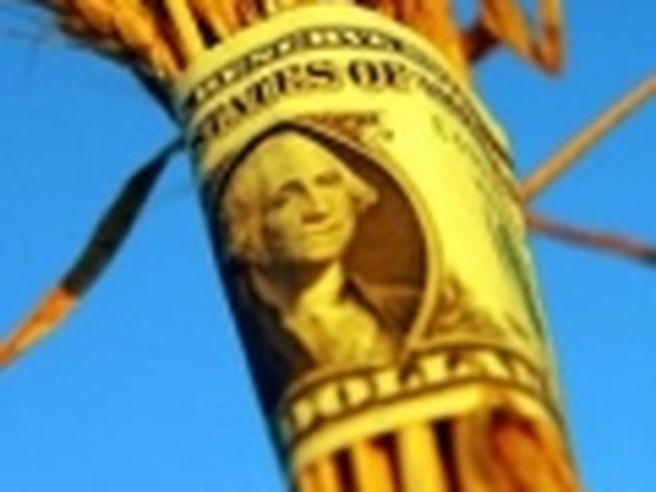 Commodity: parità per il granoturco e segno meno per il grano dopo il report dell’Usda