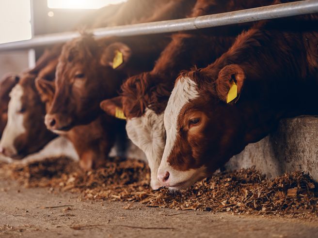 Economia circolare, dalla mucca alla pompa. Ecco il primo carburante green