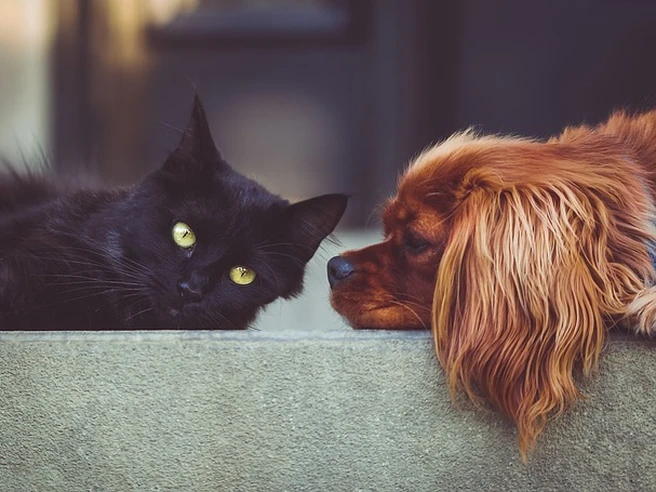 Imprese: Mise, autorizzato investimento di 25 mln in società del pet food