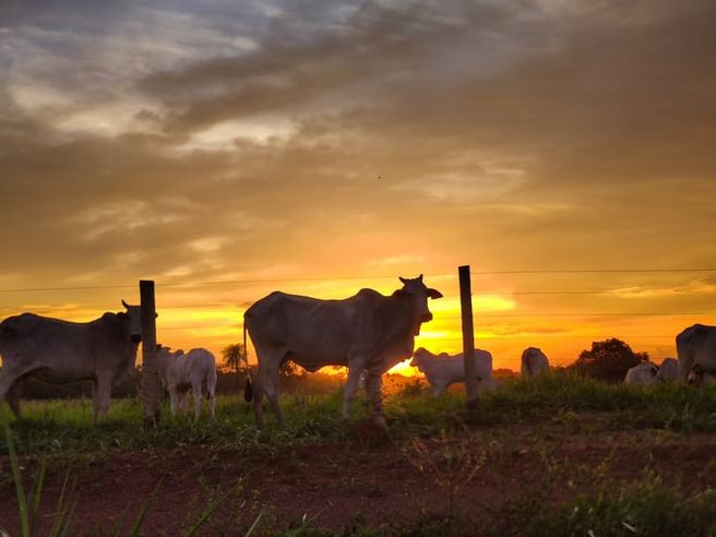 Commodity della settimana: carne bovina, domanda ai massimi e offerta sotto pressione