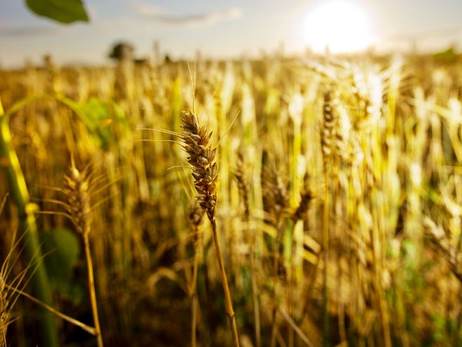 Glencore, prossima la vendita degli asset di Viterra